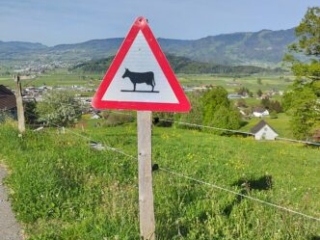 Achtung Kühe beim Kloster Nigredo