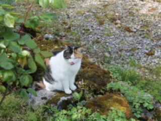 Klosterkatze