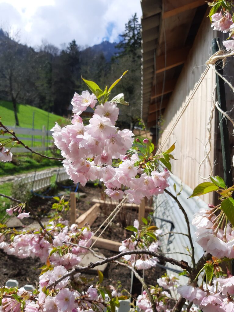 Sakura Hanami at the Nigredo Monastery