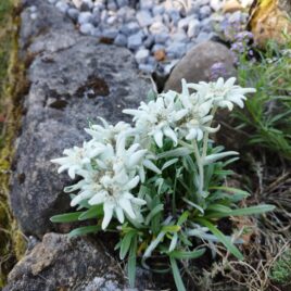 Edelweiss im Kloster Nigredo