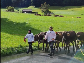 Schweizer Kultur und Tradition - Alpabzug Reichenburg