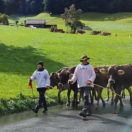 Schweizer Kultur & Tradition - Alpabzug