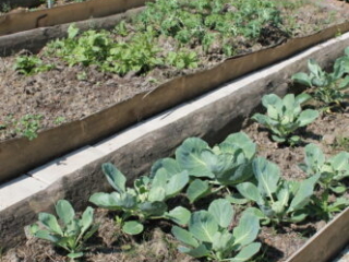 Gemüsegarten im Kloster Nigredo